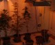 Laboratorio di marijuana scoperto dalla Polizia di Siena