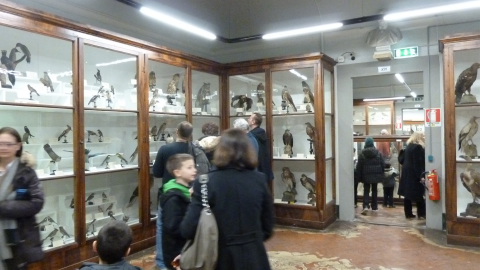 museo specola_sala uccelli