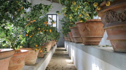 Limonaia Giardino di Boboli interno