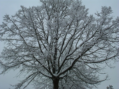 Albero innevato a Lastra a Signa