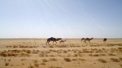 cammelli nel deserto