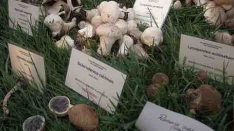 ruralia cascine_funghi