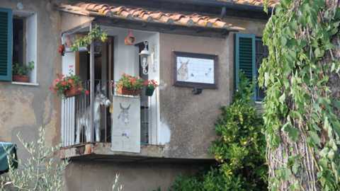 Bolgheri_particolare