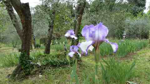 iris 2