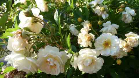 giardino rose_rose bianche