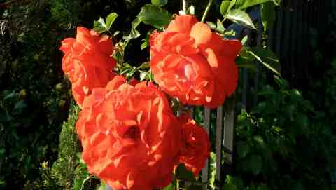 giardino rose_rose rosse