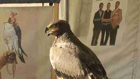 aquila