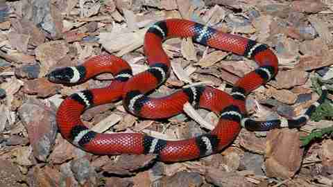 falso corallo