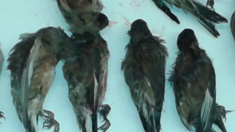 uccelli sequestrati