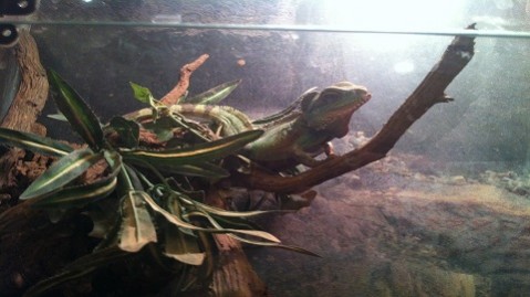 animale piccolo darwin