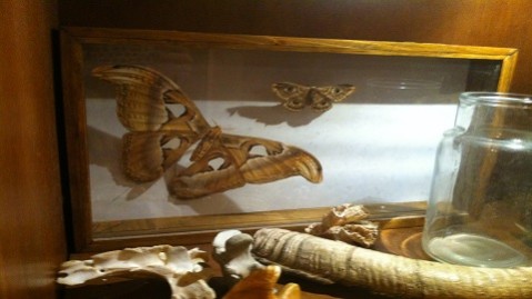 piccolo darwin lastra a signa