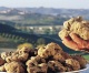Il tartufo bianco protagonista a San Miniato (PI)