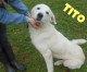 Animali Firenze: centinaia richieste di adozione per il cucciolo Binario