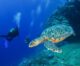 Seychelles: cercasi volontari per proteggere le tartarughe marine di Cousin